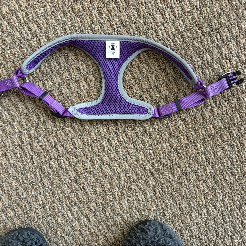 Coastal Purple Mesh Dog Harness